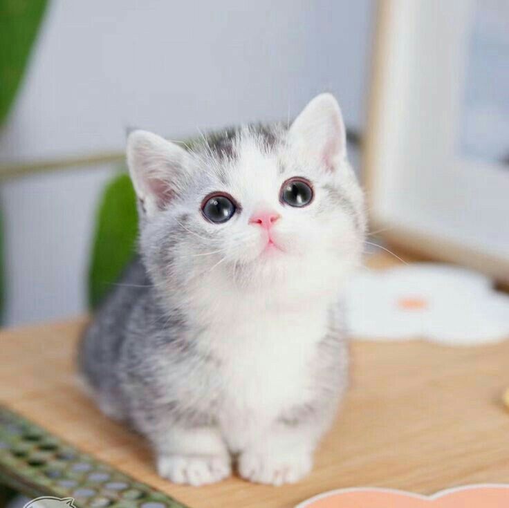 cat image